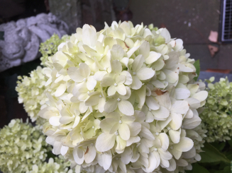 Rispenhortensie Limelight - Hydrangea paniculata 