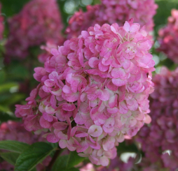 Rispenhortensie Sundae Fraise ® - Hydrangea paniculata 