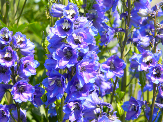 Rittersporn Delphinium  - Pacific Blue Bird