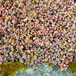 Rosenteppich Fetthenne Sedum  - cyaneum Sachalin