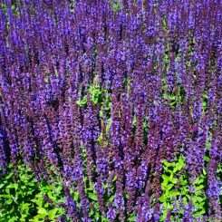 Salbei Salvia  - nemorosa Blaukönigin