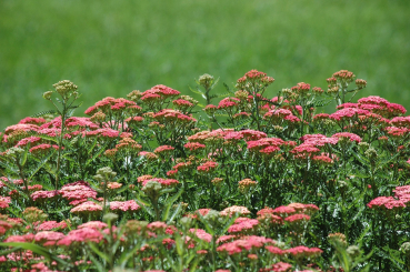 Schafgarbe Achillea - millefolium Paprika