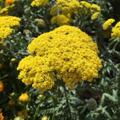Schafgarbe Achillea - tomentosa