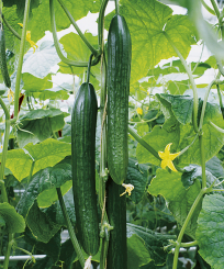 Gurkenpflanzen kaufen alles für Ihren Gemüsegarten