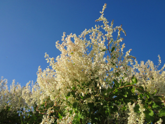 Schlingknöterich - Fallopia baldschuanica