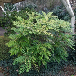 Schmuck Mahonie - Mahonia Bealei