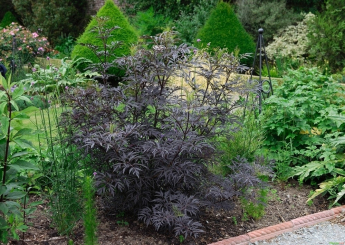 Schwarzer Holunder Black Lace - Sambucus nigra