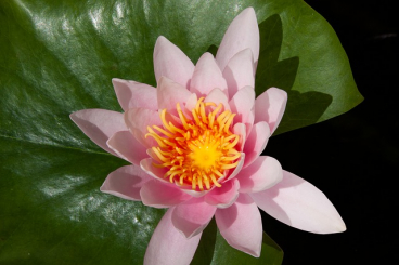 Seerose kupfer Nymphaea Aurora