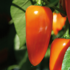 Snack-Paprika Lubega® Mini Orange im 11 cm Topf 