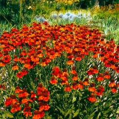 Sonnenbraut Helenium - x cult. Moerheim Beauty **