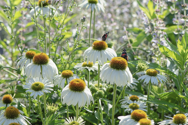Sonnenhut Echinacea - purpurea Alba weiß