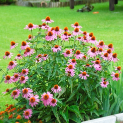 Sonnenhut Echinacea - purpurea Magnus
