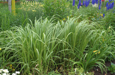 Spartina  ( Goldleistengras ) - pectinata Aureomarginata