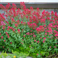 Spornblume Centranthus - ruber Coccineus
