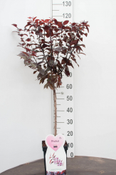 Stamm Blutpflaume Nigra Prunus cerasifera