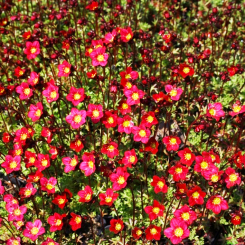 Steinbrech Saxifraga  - arendsii Peter Pan
