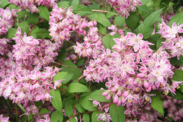 Sternchenstrauch Strawberry Fields - Deutzia 50 - 60 cm, 5 Liter Container