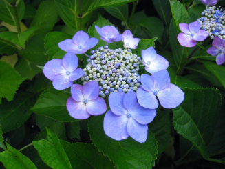 Teller Hortensie Hydrangea macrophylla Blue Sky