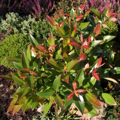 Traubenheide - Zeblid