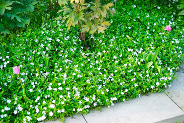 Vinca ( Immergrün ) - minor Gertrude Jekyll