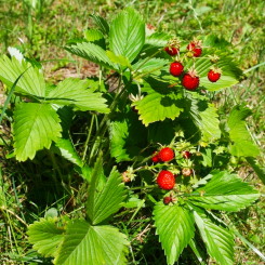 Wald-Erdbeere Fragaria vesca var.vesca 