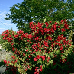 Weigelie Red Prince - Weigela