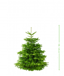 Weihnachtsbaum Nordmann Premium Qualität - frisch geschlagen 100 - 125  cm 