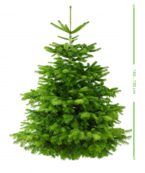 Weihnachtsbaum Nordmann  Premium Qualität - frisch geschlagen 165 - 190  cm 