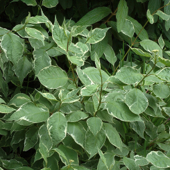 Weißbunter Hartriegel - Cornus alba  Elegantissima
