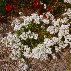 Weißer Mauerpfeffer, Fetthenne Sedum  - album 