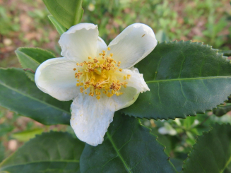 Winterharte Teepflanze Camellia sinensis 
