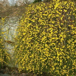 Winterjasmin- Jasminum nudiflorum