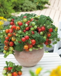 Zwerg-Tomate Primabell® rot im 13 cm Topf 