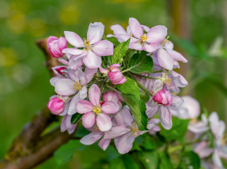 Zwerg-Zierapfelbaum Adirondack - Malus Stamm