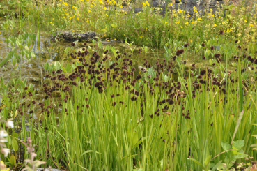 Zwergbinse Juncus ensifolius
