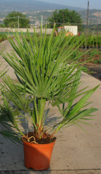 Zwergpalme - Chamaerops humilis 