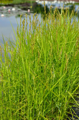 Zypernsegge Carex pseudocyperus