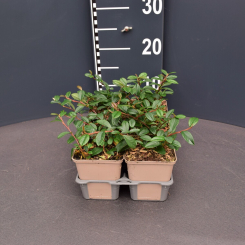 Teppichmispel / Kriechmispel cotoneaster dammeri 'Radicans' 9x9 cm - 0,5 Liter Topf