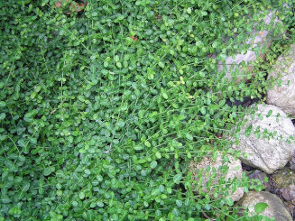 Spindelstrauch Kriechspindel Euonymus fortunei 