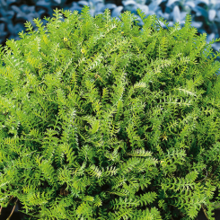 Fiederpolster - Leptinella Cotula squalida 