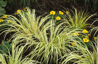 gelb-bunter Zwergkalamus Acorus gramineus Ogon