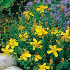 Johanniskraut Hypericum - polyphyllum 