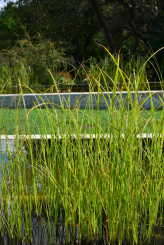 langes Zyperngras Cyperus longus