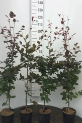 Blutbuche - Fagus sylvatica "Atropurpurea" Wurzelnackt, 3 jährig 80 - 100  cm Wurzelnackt, 3 jährig | 80 - 100  cm