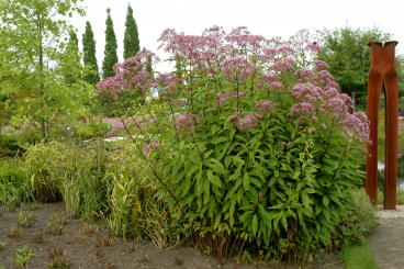 purpurner Wasserdost Eupatorium purpureum
