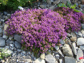 Thymian Thymus - serpyllum 