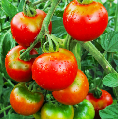 Tomate Harzfeuer rot 9 cm Topf 