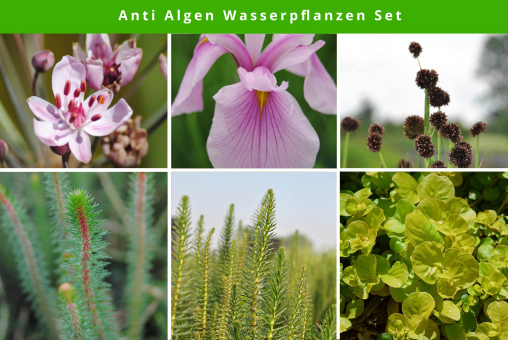 6 er Sortiment Anti Algen Mix 