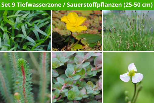 6 er Sortiment Tiefwasserzone/Sauerstoffpflanzen 2 (25 - 50 cm) 
