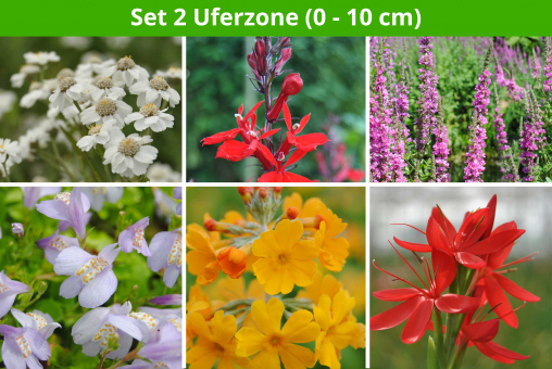 6 er Teichpflanzen Set Uferzone 2 (0 - 10cm) 
